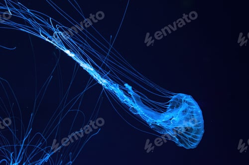 Preview: One Fluorescent Jellyfish Swimming Underwater Aquarium Pool With Blue Neon Light