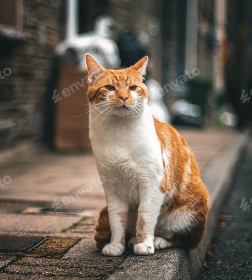 Preview: Ginger cat on cobblestone street