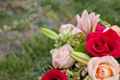 Preview: Close-up photo of colorful roses at the Garden