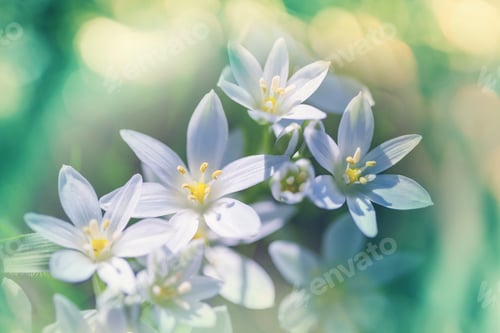 Preview: Snowdrops