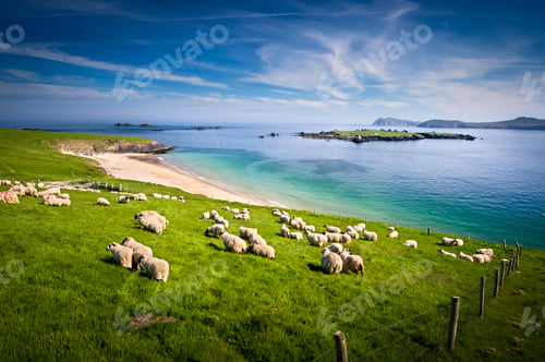 Preview: Sheep grazing on hillside, Blasket islands, County Kerry, Ireland