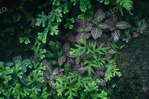 Preview: Moody lush plant botanical in tropical rainforest