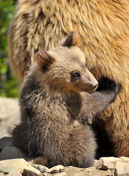 Preview: Cute little brown bear cub hiding behind mother bear