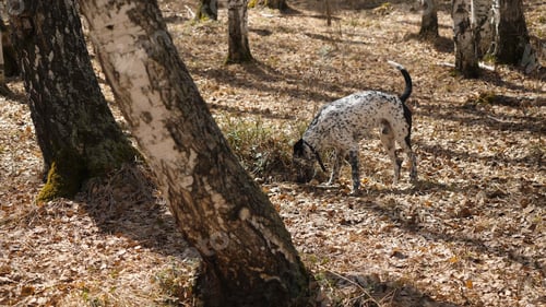 Preview: Dalmatian dog at sunset. Dalmatian walks in the Park in autumn