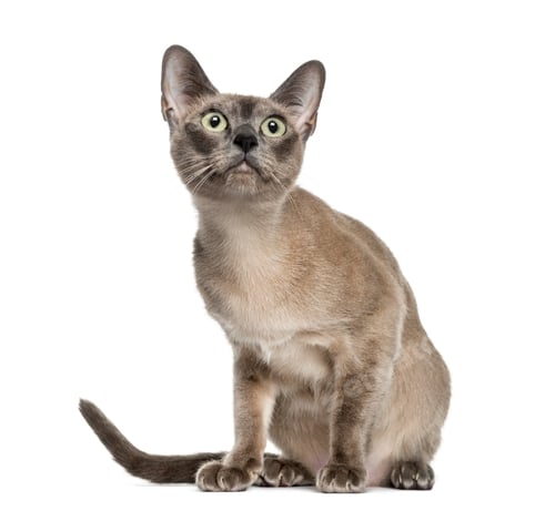 Preview: Tonkinese sitting, isolated on white (18 months old)