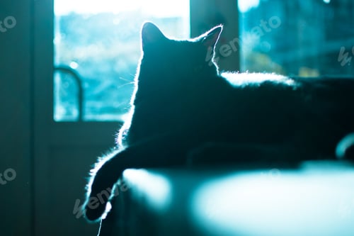 Vista previa: lazy house cat laying on the table, enjoying the warm sunlight