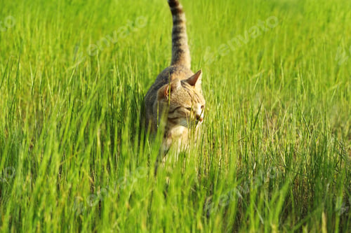 Preview: Cute tabby cat in green field on sunny day
