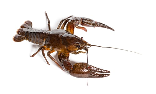 Preview: European crayfish or Broad-fingered crayfish, Astacus astacus, isolated on white