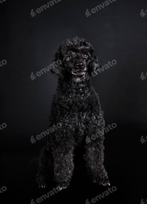 Preview: poodle in studio