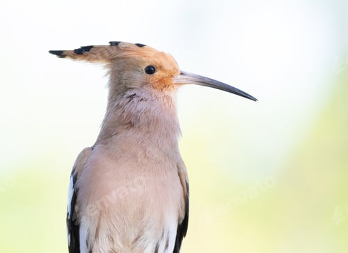 Preview: Eurasian hoopoe, Upupa epops. Close-up portrait of a bird on an flat blurred background