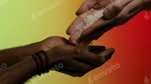 Preview: Hands of white man giving rice grains to another hands of afroamerican, isolated on bright