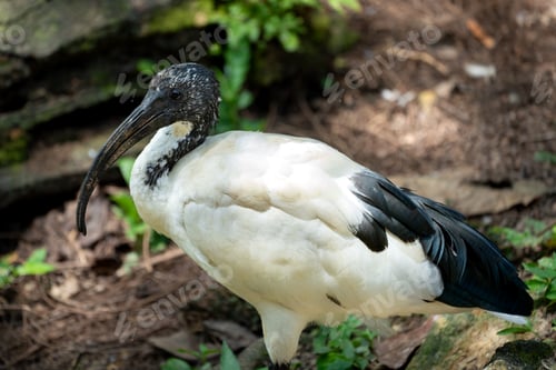 Preview: African Sacred Ibis (Threskiornis aethiopicus)