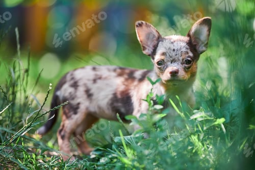 Preview: Chihuahua puppy, little dog in garden