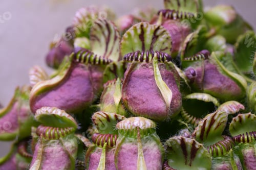 Preview: Close-up of a small Cephalotus follicularis plants