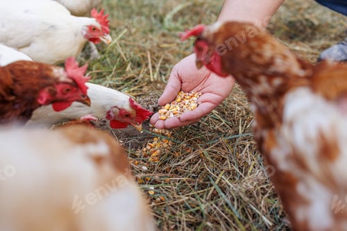 Preview: farmer feeds chickens with grain by hand on eco poultry farm, Feeding chickens on the farm