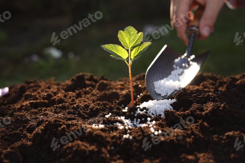 Preview: Woman fertilizing soil with growing young sprout outdoors, selective focus