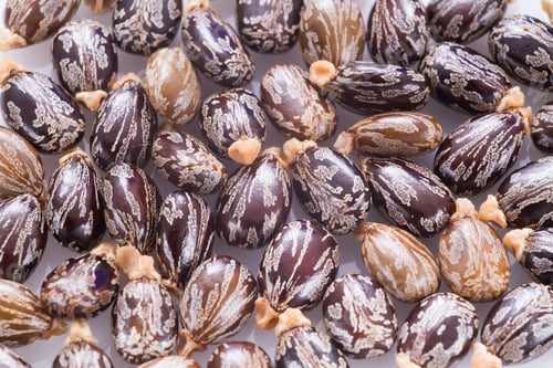 Preview: Castor oil and seeds, Ricinus communis