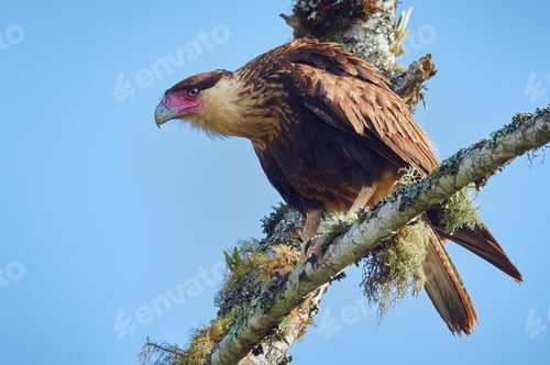 Preview: Raptor looking for food from the top of a tree