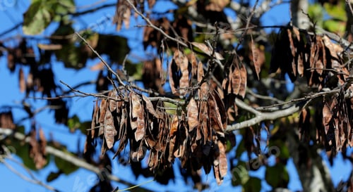Preview: Brown Seed Pods On Tree - Photograph Of Brown Seed Pods On A Tree In The Fall. Selective Focus On