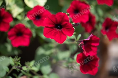 Preview: Red Nasturtium. Red flowers