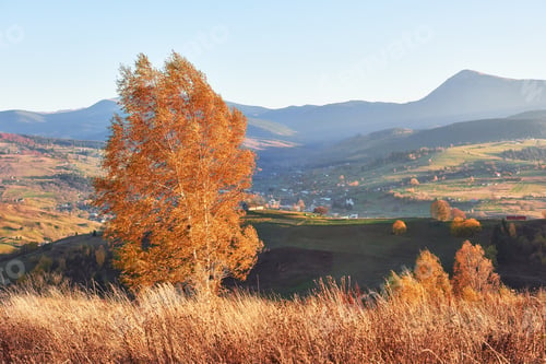 Preview: Shiny beech tree on a hill slope with sunny beams at mountain valley. Gorgeous morning scene. Red