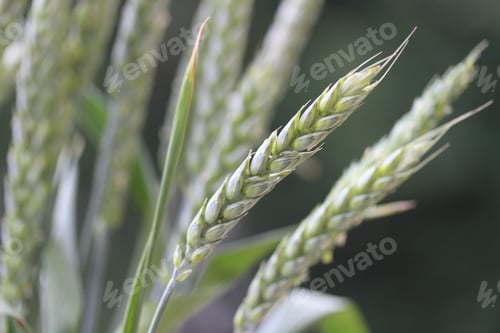 Preview: Stem of green wheat isolated - close-up view