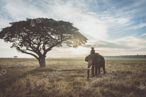Preview: Elephant at sunrise in Thailand