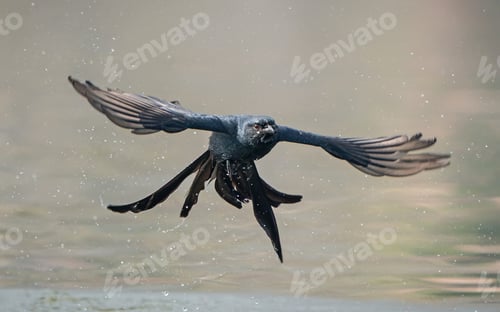 Preview: Black drongo bird