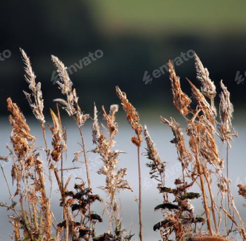 Preview: Shallow focus of field of Indiangrass