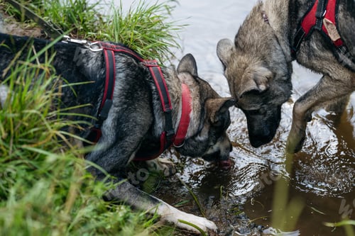 Preview: Thirsty dogs with leashes drinking water from river.