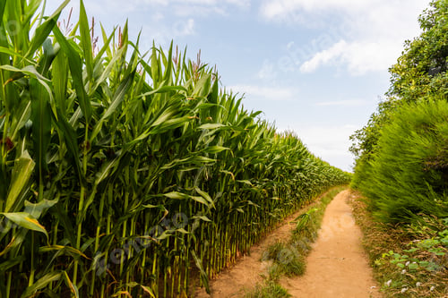 Preview: Path in the cornfield in the countryside