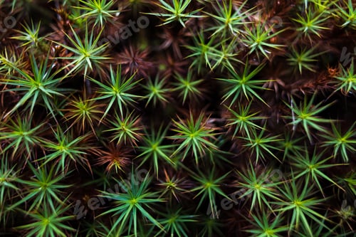 Preview: Close-up of an unusual plant featuring minute vibrant green spikes. Nevado de Colima National Park