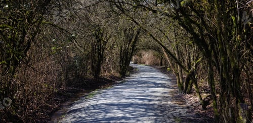 Preview: Scenic Trail in a city park with green trees during sunny winter day