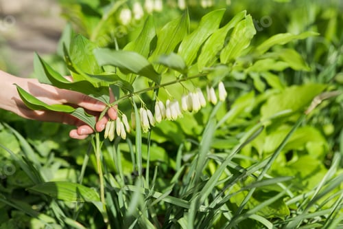 Preview: Green spring background, woman's hand with flowers in spring garden