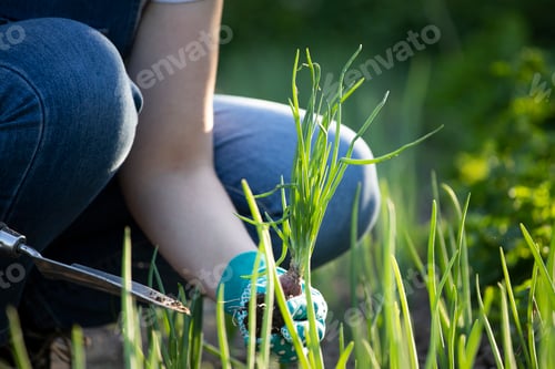 Preview: Closeup photo of woman digging out onion with spade