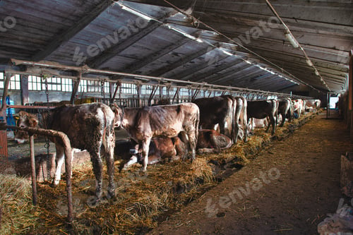 Vista previa: Large barn with cows
