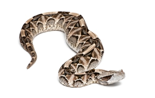 Preview: Gaboon viper - Bitis gabonica, poisonous, white background