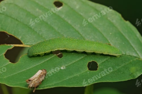Preview: Closeup of a caterpillar of the Brimstone butterfly (Gonepteryx rhamni) on glossy buckthorn plant