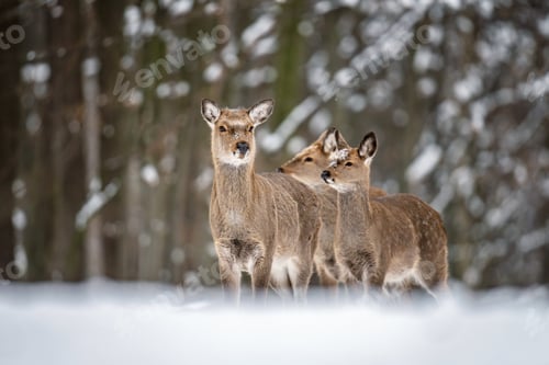 Preview: Deer walk through snowy forest in search of food during winter season