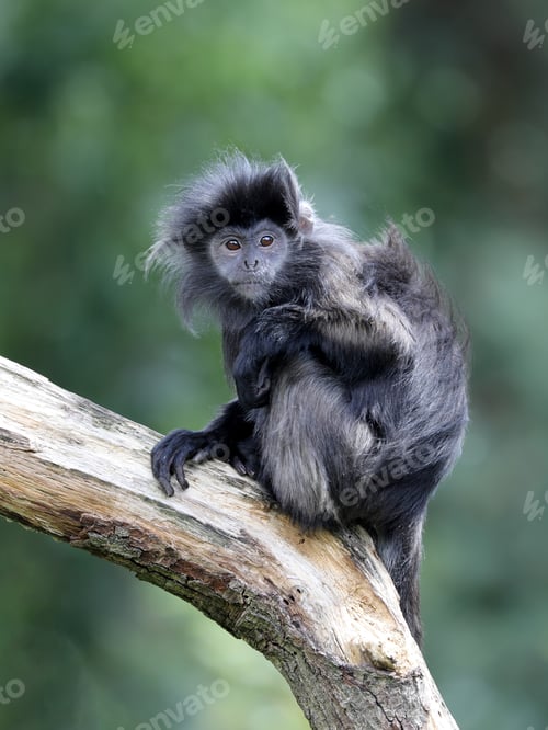 Preview: Young Javan lutung