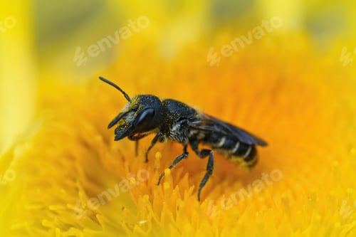 Preview: Closeup on a small female Large-headed Armoured-Resin Bee, Heriades truncorum, on a yellow Alant