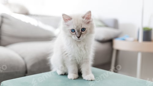 Preview: White ragdoll puppy on the sofa