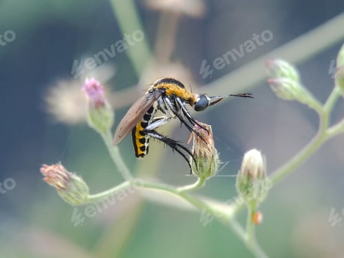 Preview: Background Photo of toxophora