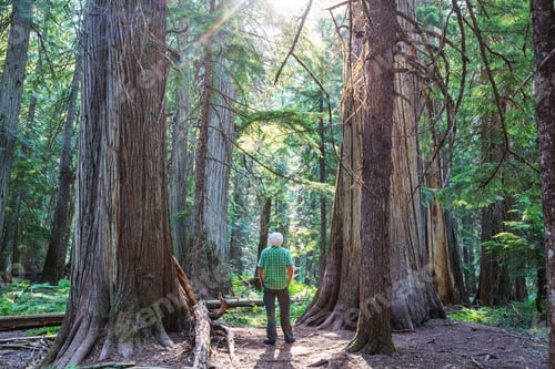 Preview: Hike in forest