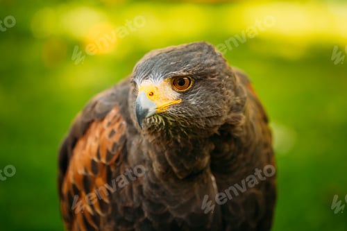 Preview: The Harris's hawk (Parabuteo unicinctus) is a medium-large bird