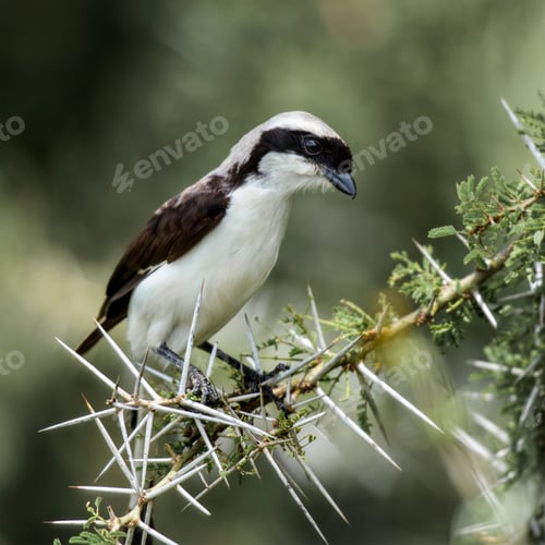 Preview: Northern white-crowned shrike perched on a acacia