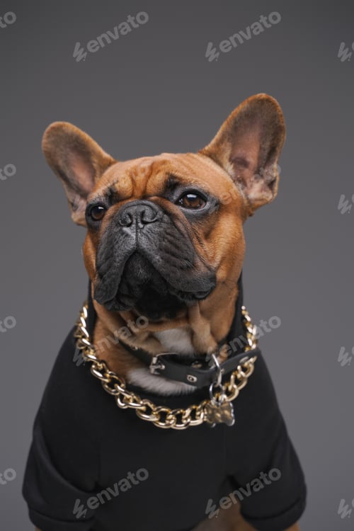 Preview: Brown french bulldog with golden chain in black sweater