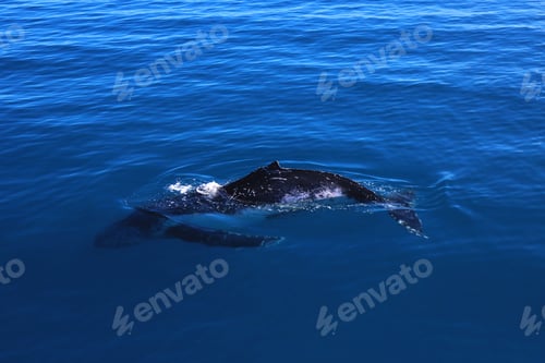 Preview: Humpback Whale Swimming in the Deep Blue Ocean