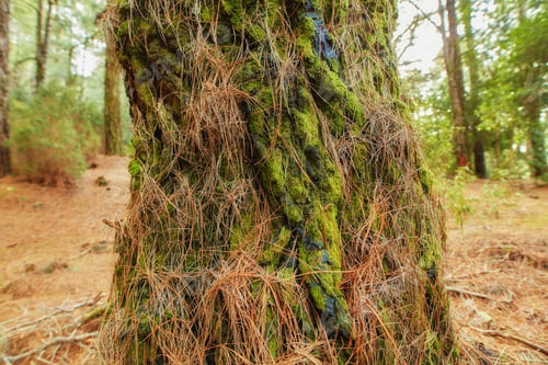 Preview: Pine forest in the mountaions of La Palma