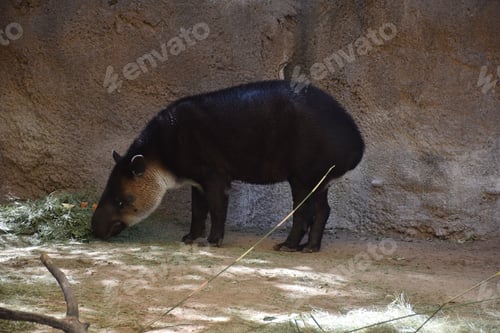 Preview: Closeup shot of a Mountain tapir